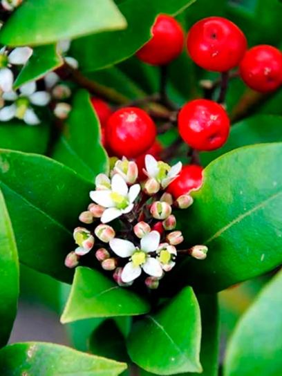 Japanese Skimmia ‘Temptation’ container (P15)