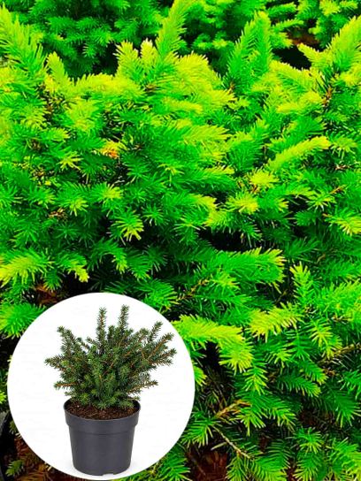 Picea omorika 'Karel' container (P14)
