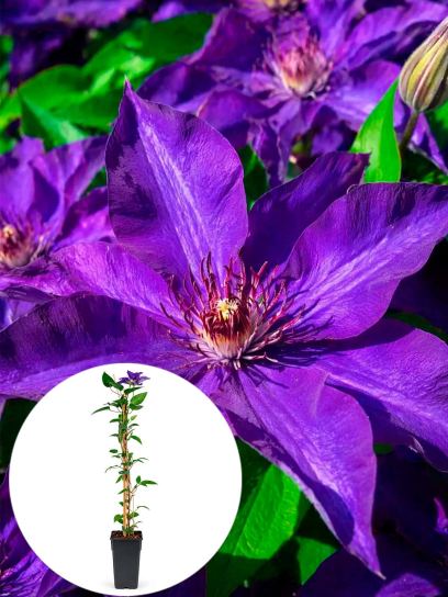 Clematis "The President" Container (P15)