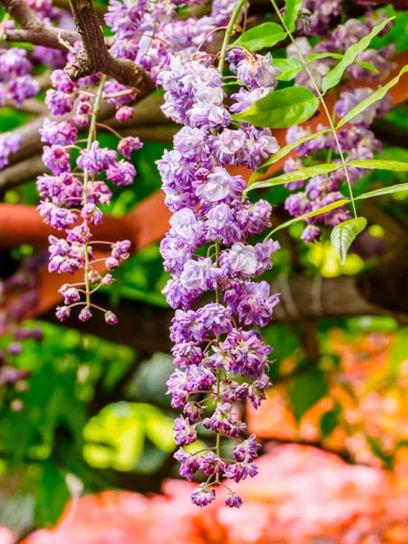 Japanese Wisteria "Floribunda" container (C3)