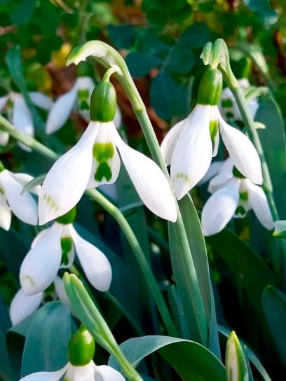Galanthus elwesii "Snow Fox"