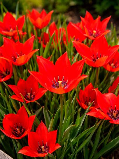 Tulipa linifolia