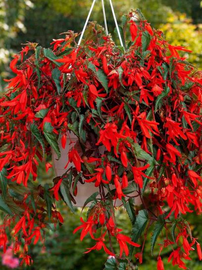 Begonia Bertinii boliviensis "Santa Cruz"