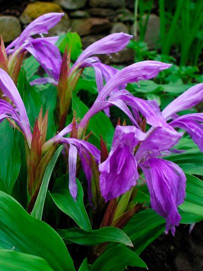 Roscoea purpurea