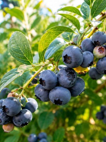Blueberry `Blue Roma` container (P13)