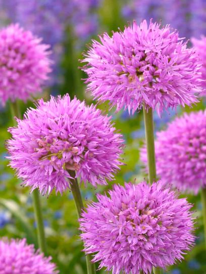 Allium carolinianum "Rosy Dream"