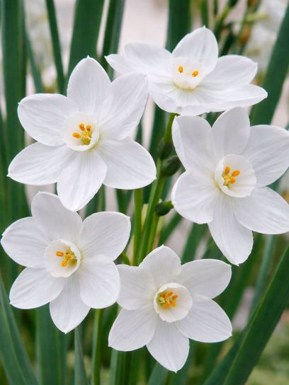 Narcissus "Paperwhite Inbal"