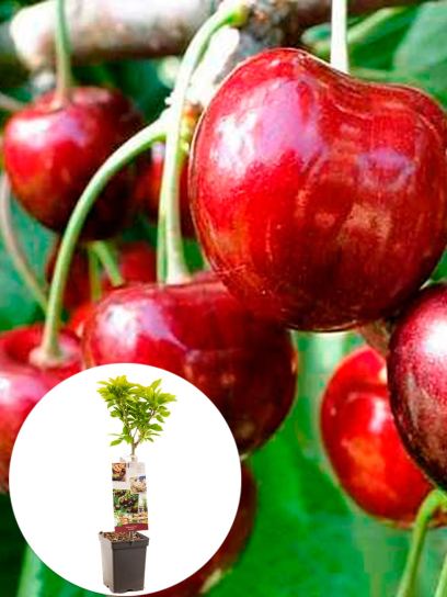 Sweet Cherry "Kordia" container (P18)