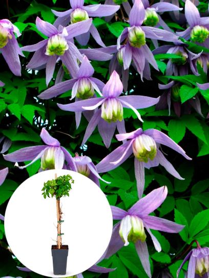 Clematis "Alpina" container (P15)