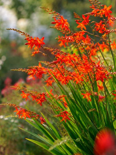 Crocosmia "Orangeade"