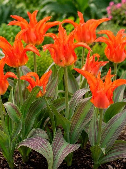 Tulipa "Rigas Barikades"