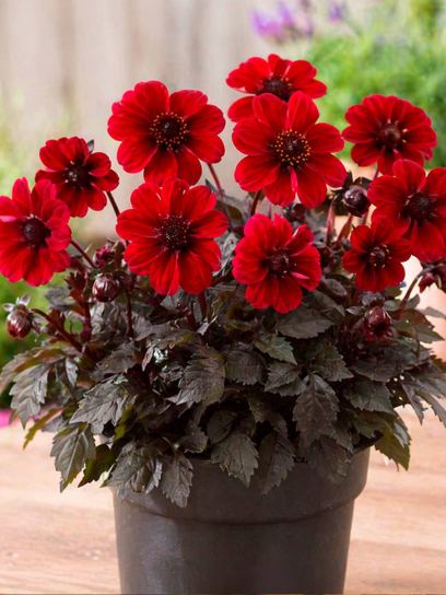 Dahlia "Dark Angel Dracula"