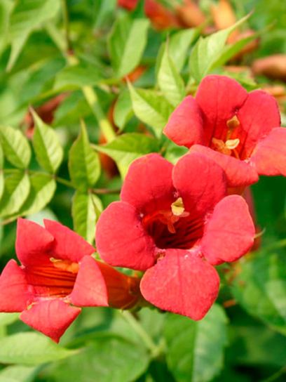 Campsis "Radicans" contenedor (C3)