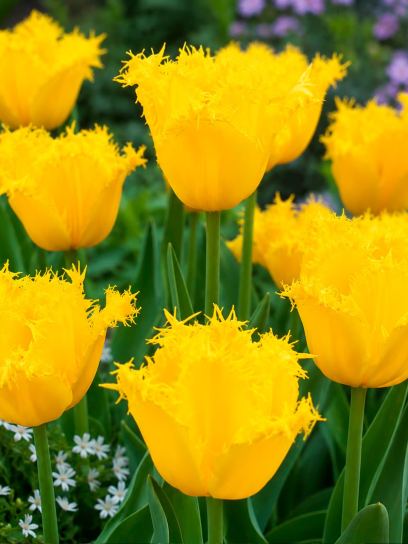 Tulipa "Maja"