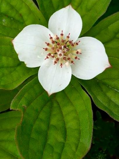 Dogwood "Canadensis" container (P0.5)