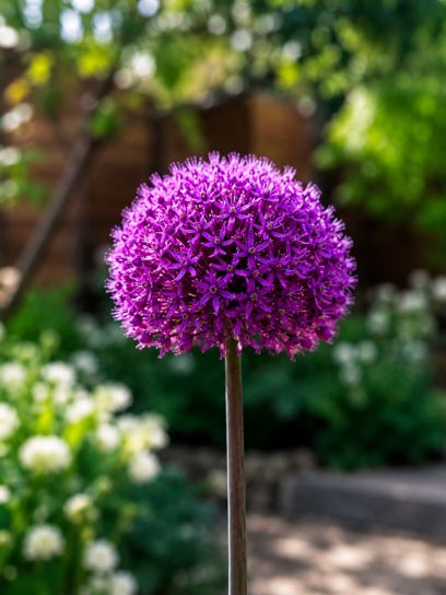 Allium „Statos“
