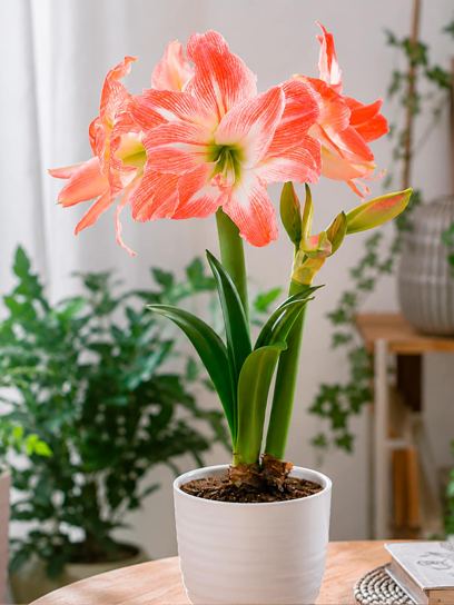 Hippeastrum "Giant Amadeus"