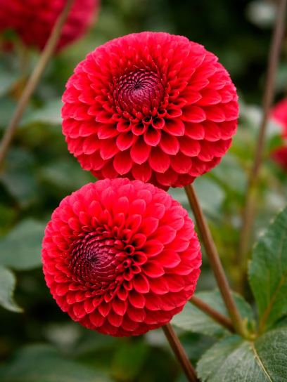 Dahlia "Copperboy"