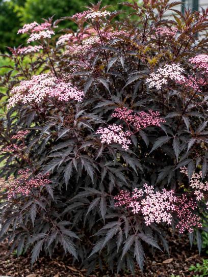 Elderberry ‘Black Beauty’