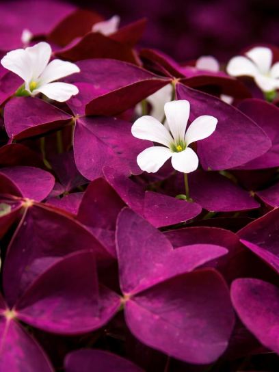Oxalis triangularis "Burgundy Wine"