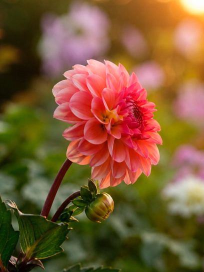 Dahlia "Phyllis Farmer" Organic