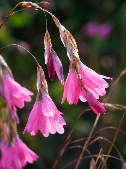 Dierama atrum