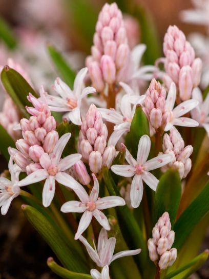 Scilla bifolia "Rosea"
