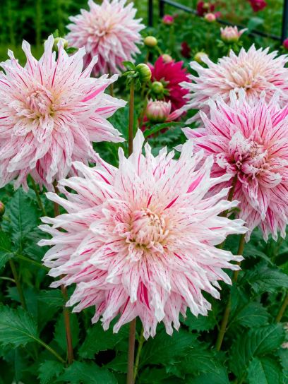 Dahlia "Mick's Peppermint"