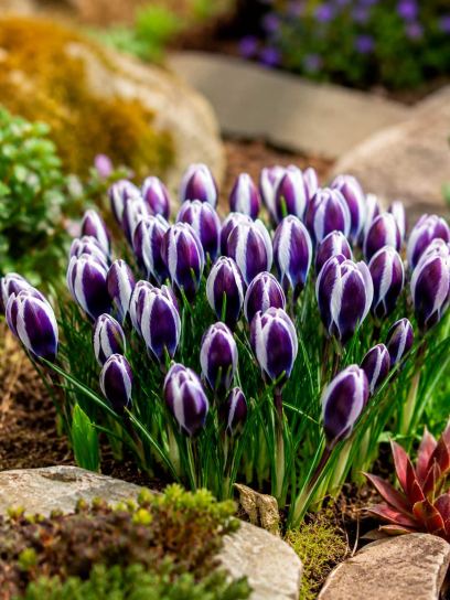 Crocus chrysanthus "Panda"
