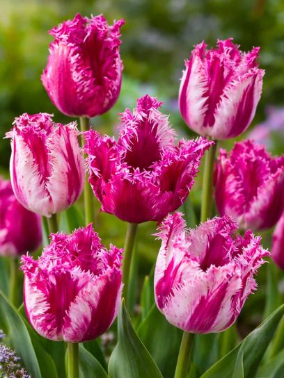 Tulipa "Purple Circus"