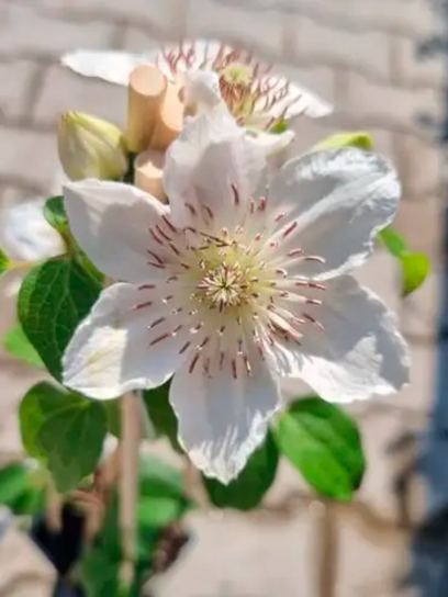 Clematis "Destiny" container (C2)