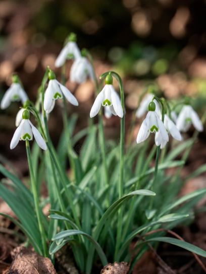 Galanthus "S. Arnott" -in the green-