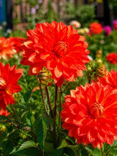 Dahlia "Karma Fiësta"