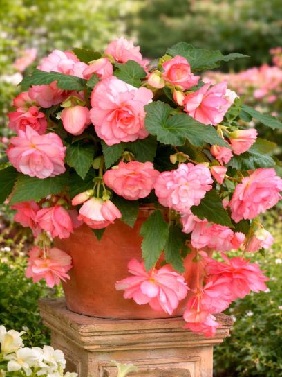 Begonia Pendula Cascade -pink-