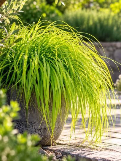 Sedge ‘Evercolor Everillo’