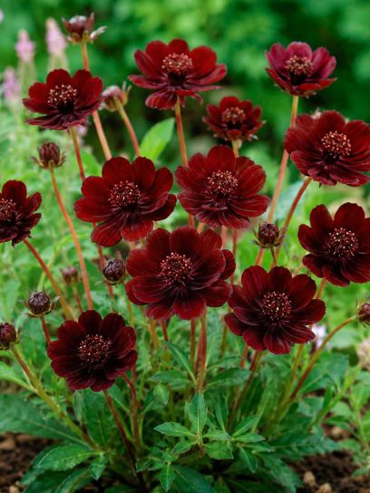 Cosmos atrosanguineus