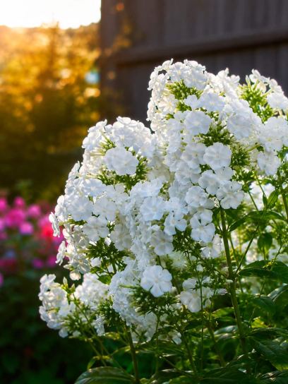 Phlox paniculata David