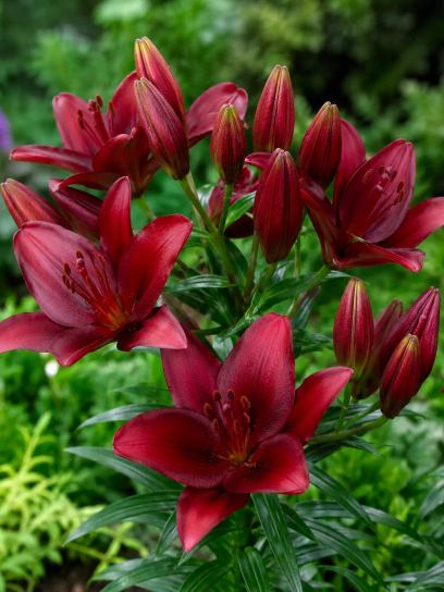 Lilium "Orfeo"