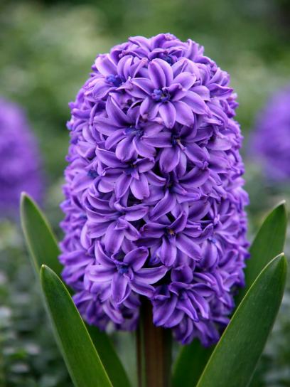Hyacinthus "Royal Navy"