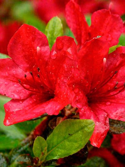 Azalea indica "Red"
