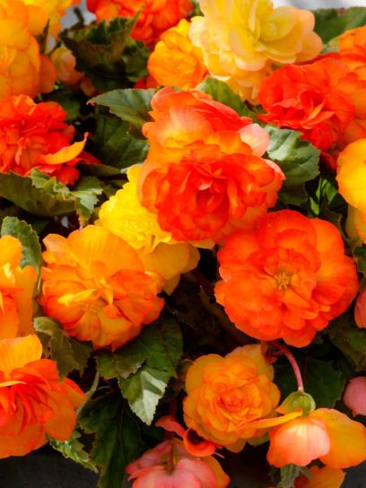 Begonia "Cascade Sunray"