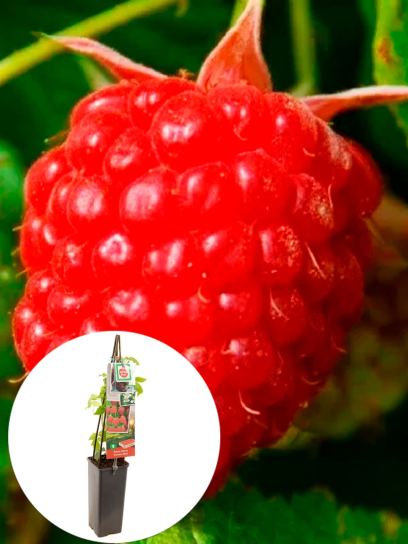 Framboise "Autumn Bliss" conteneur (P11)