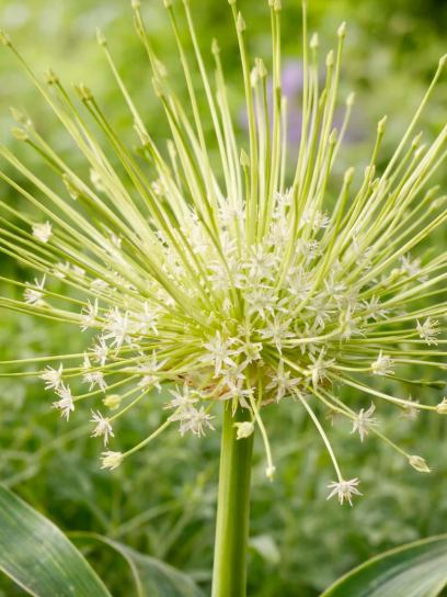 Allium schubertii "Arctic Snow"