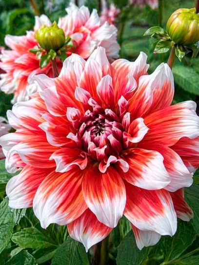 Dahlia "Frost Nip"
