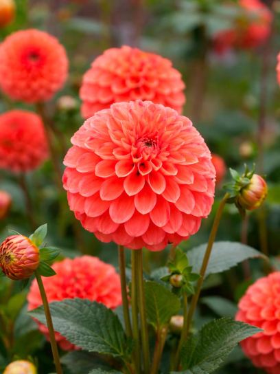 Dahlia "Zundert Mystery Fox"