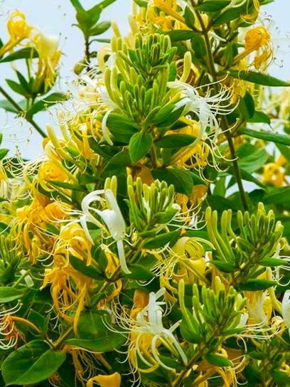 Honeysuckle "Halliana" container (C2)