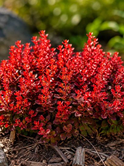 Berberis x media "Red Jewel"