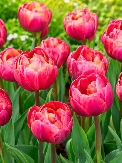 Tulipa "Ridgedale"