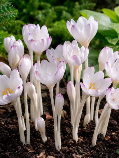 Colchicum byzantinum "Innocence"