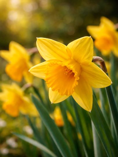 Narcissus "Jetfire"